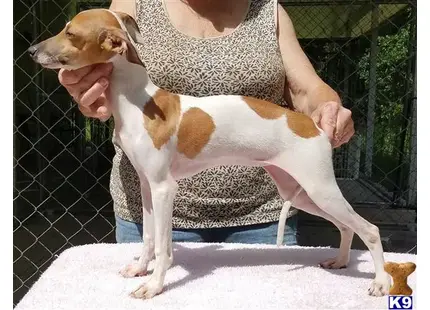 a woman holding a italian greyhound dog